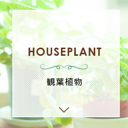 観葉植物 HOUSEPLANT