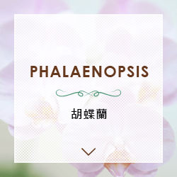 胡蝶蘭 PHALAENOPSIS